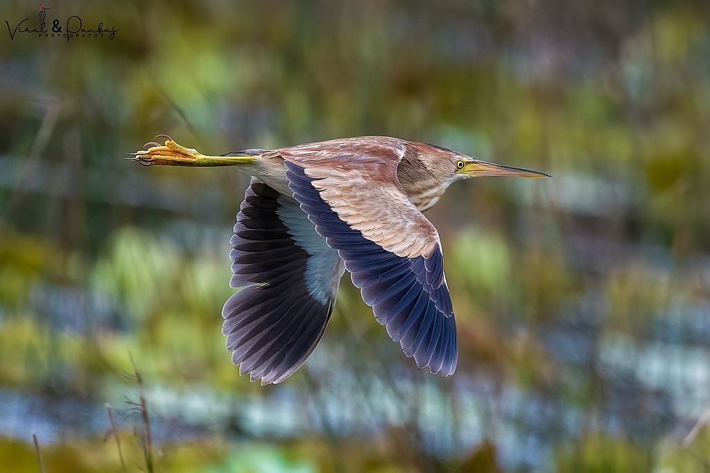 Yellow Bittern